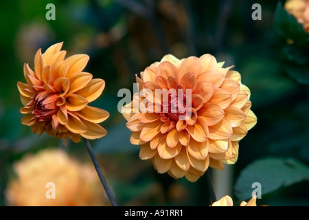 Dahlia David Howard Banque D'Images