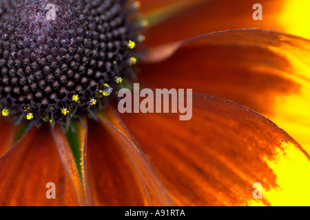 Rustique Rudbeckia Toto Banque D'Images