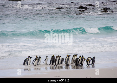 Manchot royal Aptenodytes patagonicus groupe sur la plage de Falkland Banque D'Images