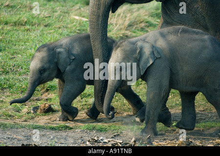 Éléphant d'Asie (Elephas maximus) nés de mères marcher devant le parc national de Kaziranga, INDE Banque D'Images