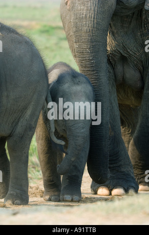 Bébé éléphant d'Asie (Elephas maximus) Parc national de Kaziranga INDE Banque D'Images