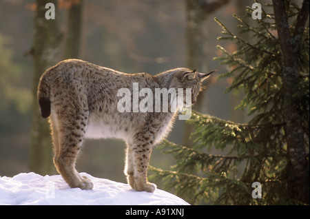 Lynx - debout dans la neige / Lynx lynx Banque D'Images
