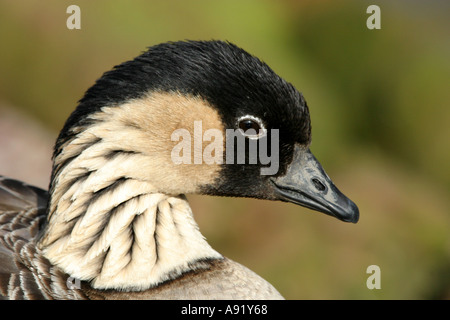 Ne Ne Hawaiian goose Banque D'Images