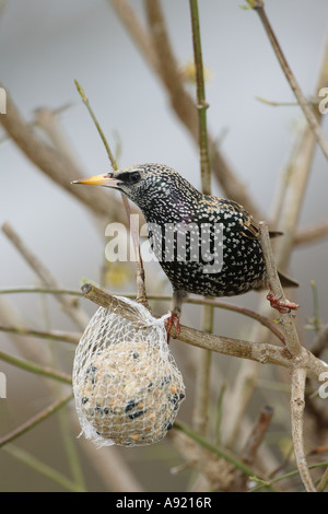 Starling - sitting on branch / Sturnus vulgaris Banque D'Images