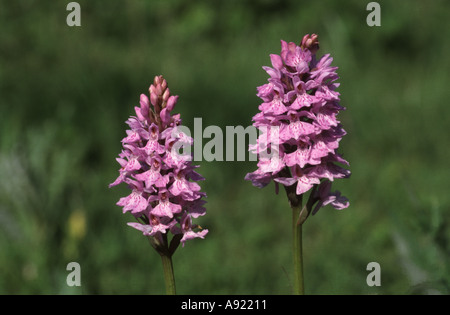 La commune, orchidées Dactylorhiza fuchsii, croissante par la rivière Taff, près de Merthyr Tydfil, Mid Glamorgan, Pays de Galles, Royaume-Uni Banque D'Images