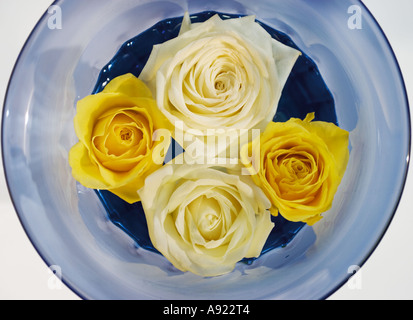 White Rose, rosa bianca et jaune, rose rosa kronus flottant sur l'eau dans un vase bleu Banque D'Images