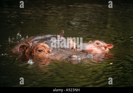 Hippopotamus avec cub - dans l'eau / Hippopotamus amphibius Banque D'Images