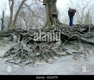 Les racines d'un hêtre exposé par l'érosion, South Downs près de Worthing, West Sussex, Angleterre. Banque D'Images
