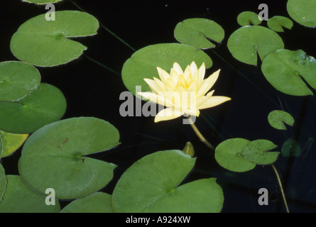 Hardy Water Lily odorante Nymphaea 'Joey Tomocik'. UK Banque D'Images