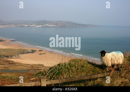 Les moutons à face noire sur la colline au-dessus de long engraissement Strand près de Portsalon, comté de Donegal, Irlande Banque D'Images