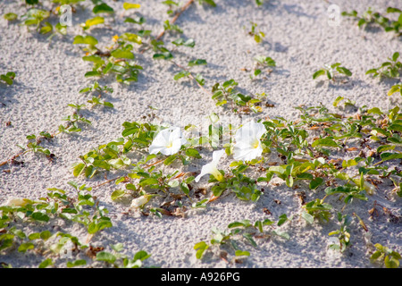 Morning Glory Beach Banque D'Images