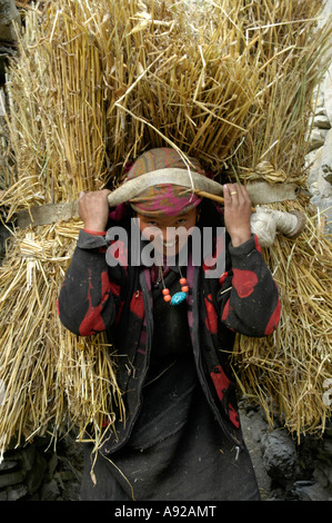 Jeune tibétain femme porte un gros paquet de paille sur sa tête Phu Nar-Phu Région Annapurna Népal Banque D'Images