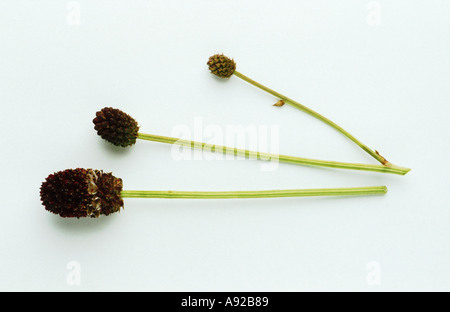 Plantes médicinales Sanguisorba officinalis Pimprenelle Grosser Wiesenknopf Banque D'Images