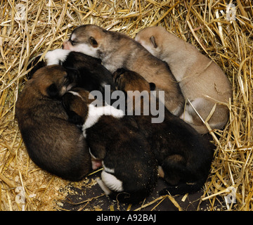 Chiots Husky, 10 jours, dans le faisceau Banque D'Images