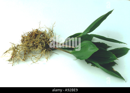 Les racines des plantes médicinales du Muguet Convallaria majalis Maigloeckchen Banque D'Images