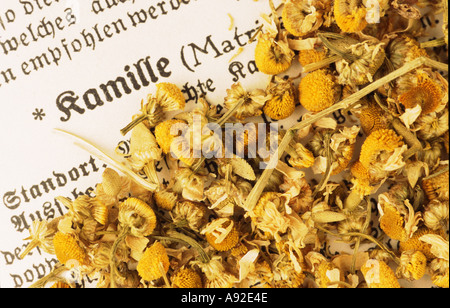 Fleurs de camomille plante médicinale sec séché Matricary Chamomilla Matricaria recutita Kamille Banque D'Images