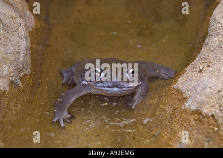 Désert de Sonora ( crapaud Bufo alvarius ), Banque D'Images