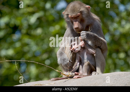 Les babouins Hamadryas (Papio hamadryas), la mère et les jeunes, Banque D'Images