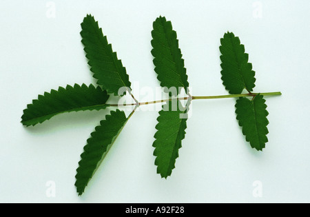 Plantes médicinales Sanguisorba officinalis Pimprenelle Grosser Wiesenknopf Banque D'Images