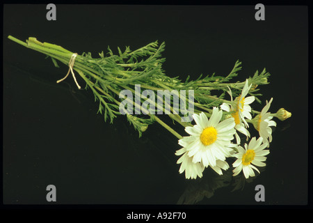 Plantes médicinales Matricary Matricaria recutita wilde Kamille Banque D'Images