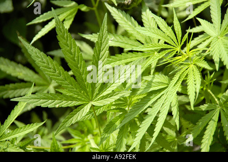 Les feuilles des plantes de cannabis marijuana Région Annapurna Népal Banque D'Images