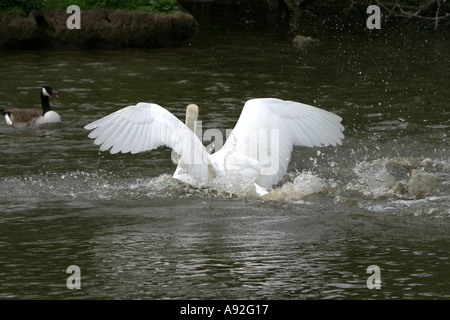 Cygne muet l'atterrissage sur l'eau, ailes déployées Banque D'Images