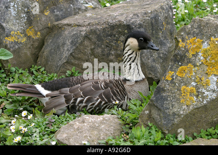 Ne Ne Hawaiian goose Banque D'Images