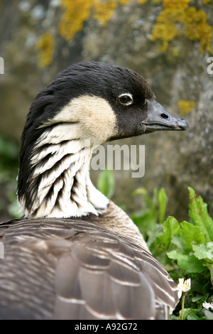 Ne Ne Hawaiian goose Banque D'Images