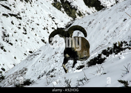 Himalayan blue sheep Bharal Pseudois nayaur dans la neige avec grandes cornes près de Thorung Phedi Région Annapurna Népal Banque D'Images