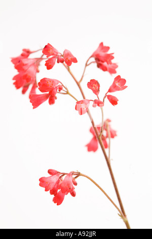 Coral bells (Heuchère) Banque D'Images