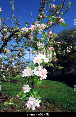 Pommiers en fleurs Cox Banque D'Images