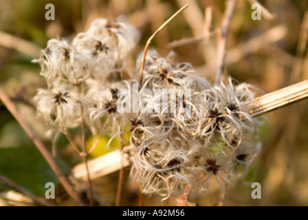 Vieil homme s Beard ou Traveller s Joy Wild Clematis Clematis Vitalba têtes de graine Banque D'Images