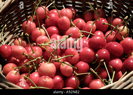 Panier de cerises fraîchement cueillies, Close Up. Banque D'Images
