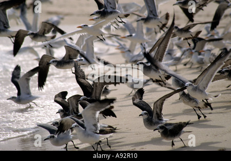 Les mouettes s'envolent sur le parc national sec de Tortugas Floride États-Unis Banque D'Images