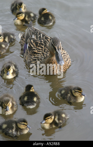 Mère canard colvert et mignon canetons nageant dans une rivière Banque D'Images