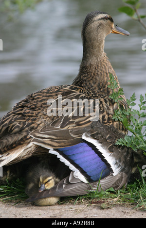 Mère canard colvert et canetons mignons Banque D'Images