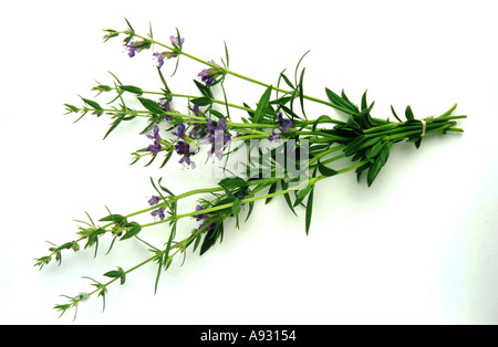 Plantes médicinales Ysop Hysope Hyssopus officinalis Banque D'Images