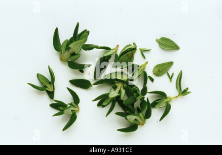 Plantes médicinales épices herbes Thym Thymus vulgaris pulegioides Thymian Banque D'Images