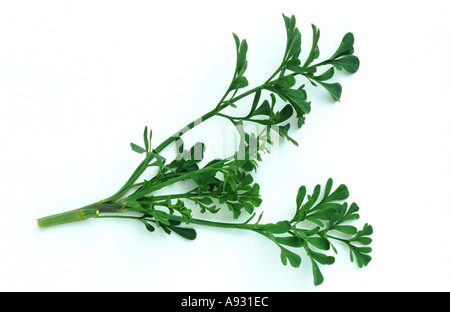 Épices plantes médicinales Herb Ruta graveolens rue Weinraute commun Banque D'Images