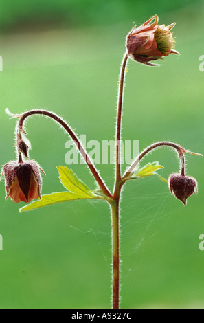 Plantes médicinales Geum rivale Bachnelkenwurz Banque D'Images