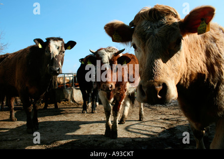 Les vaches, pensée, dans la basse-cour irlandaise Banque D'Images