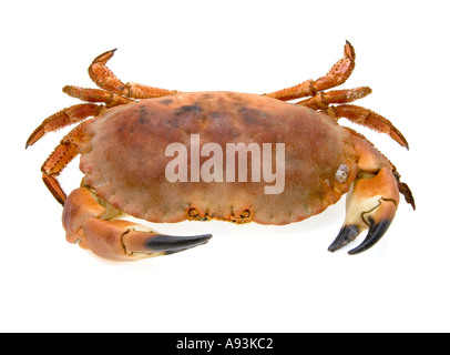 Crabe rouge brun sur fond blanc manger nourriture REPAS PLAT Banque D'Images