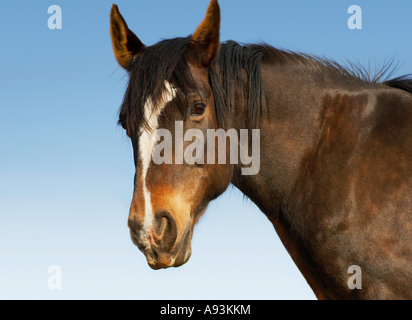 Cheval brun contre ciel, close-up de tête Banque D'Images