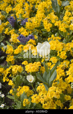Diana blanc variété de tulipe jaune à fleurs polyanthus Hereford UK Banque D'Images