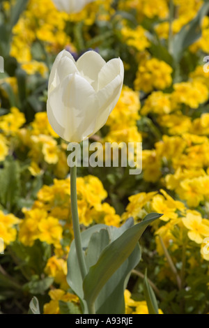 Diana blanc variété de tulipe jaune à fleurs polyanthus UK Banque D'Images