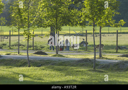 Lainzer Tiergarten - alimentation animale Banque D'Images
