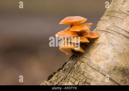 La queue de velours champignon Colybie a sur birch Skipwith Monnaie nord Yorkshire Février Banque D'Images