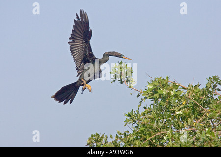 Anhinga retourner à Venise Rookery,nid,Florida Banque D'Images