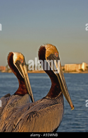 Le Pélican brun à col-a-Grille, St Petes Beach, en Floride. Banque D'Images