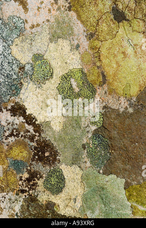 Les lichens colorés magnifiquement sur de plus en plus créer un parc naturel fantastique rock art image tourné en Ecosse Banque D'Images